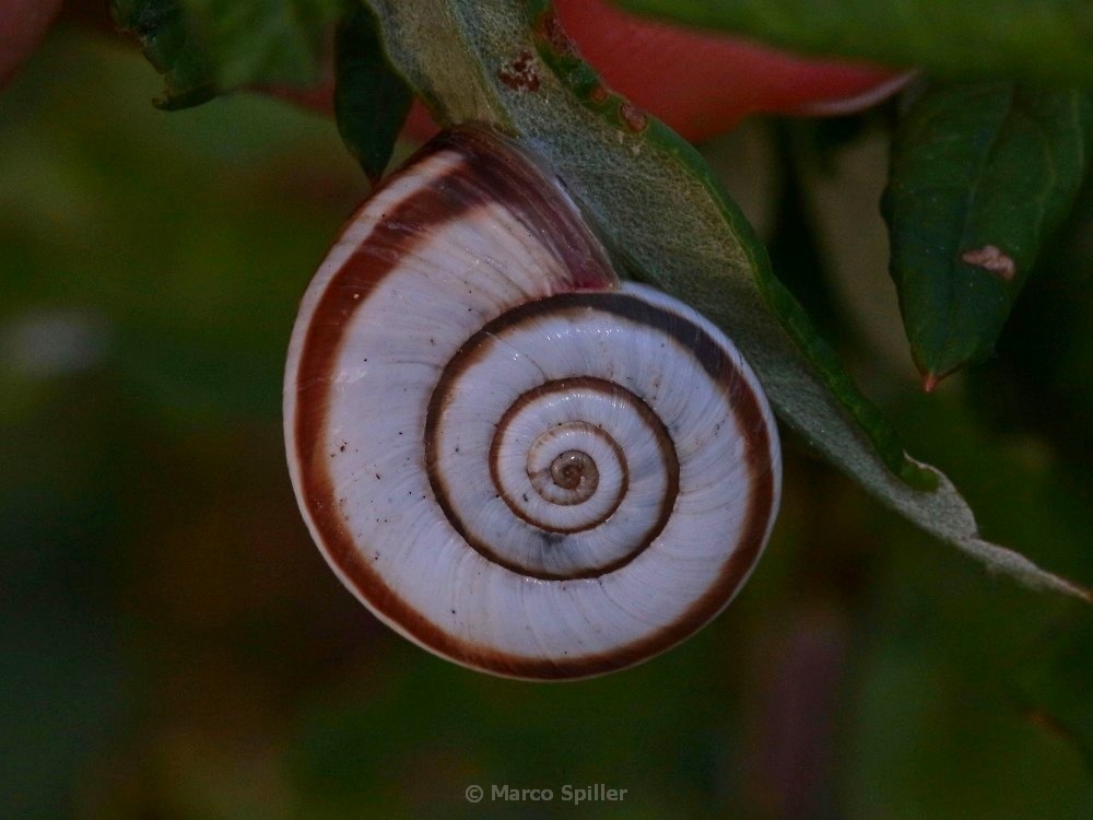 Chilostoma cingulatum ????